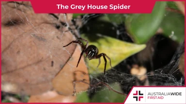 A dark coloured spider sitting in a web among leaves